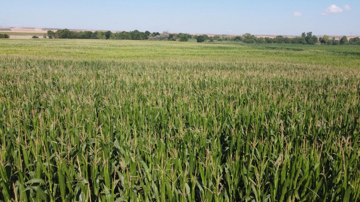 Trakya'da ayçiçeğinden sonra mısır da çayır tırtılı tehdidi altında