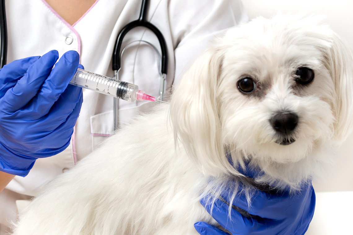 Kuduz Nasıl Bulaşır? Kuduz tedavisi, kuduz belirtileri