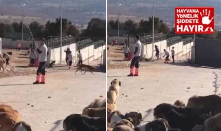 Konya Valiliği: Hayvana şiddet görüntüleriyle ilgili 2 şüpheli gözaltında