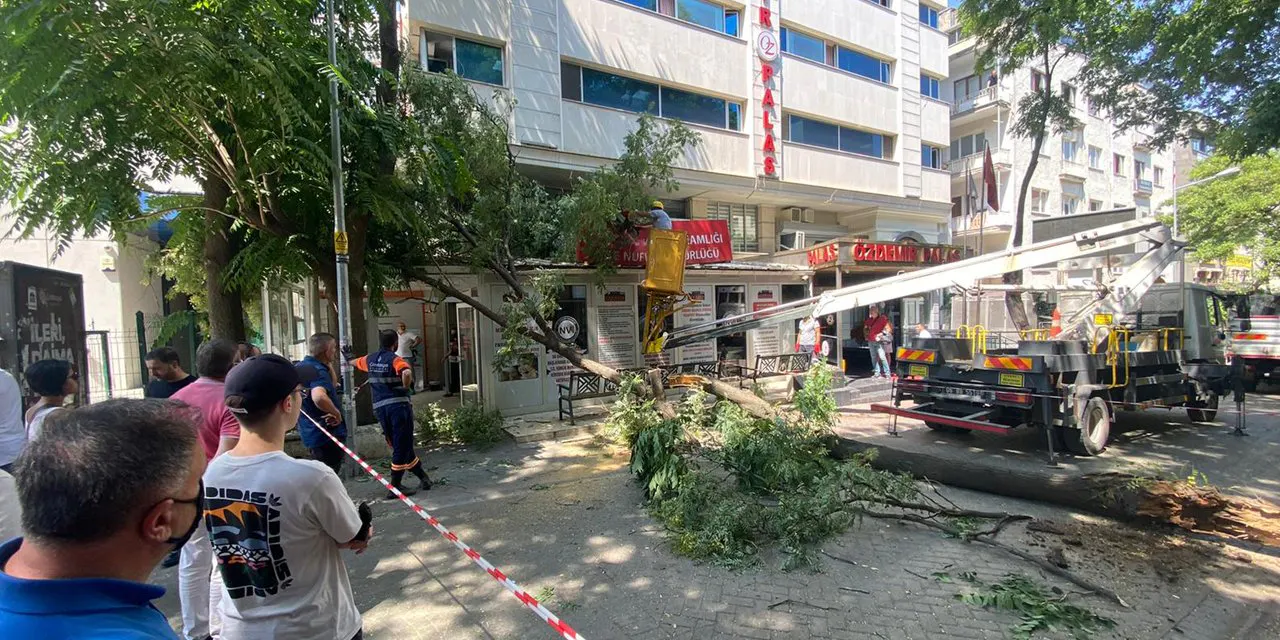 Ankara'da 10 metrelik ağaç dalı, nüfus müdürlüğüne devrildi