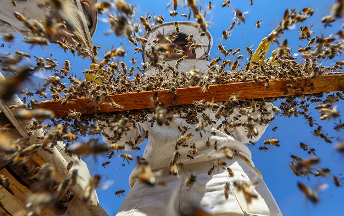 Şanlıurfa'da bin ton bal hasat edildi