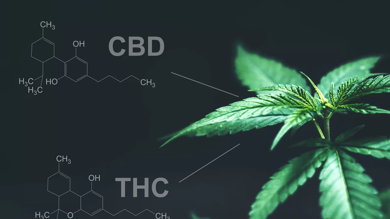 THC Yasal mı, Yasak mı?
THC Yan Etkileri Nelerdir?