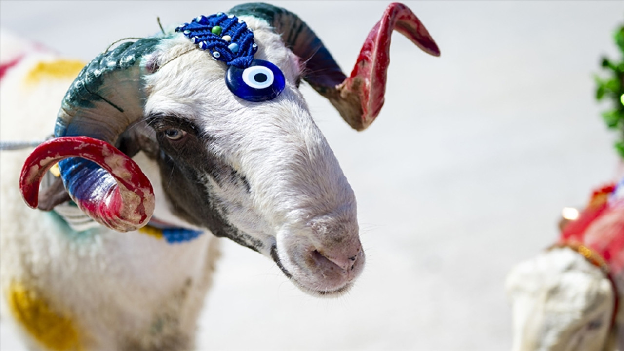 Adana Kurbanlık Fiyatları 2026! Adana Bu Sene Kurbanlık Fiyatları Ne Kadar, Kaç TL? Adana Büyükbaş ve Küçükbaş Ortalama Kurban Fiyatları 2026! Adana 2026 Kurbanlık Fiyatları Açıklandı Mı? Sığır, Koyun, Keçi, İnek