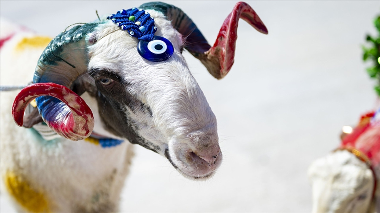 Ağrı Kurbanlık Fiyatları 2026! Ağrı Bu Sene Kurbanlık Fiyatları Ne Kadar, Kaç TL? Ağrı Büyükbaş ve Küçükbaş Ortalama Kurban Fiyatları 2026! Ağrı 2026 Kurbanlık Fiyatları Açıklandı Mı? Sığır, Koyun, Keçi, İnek