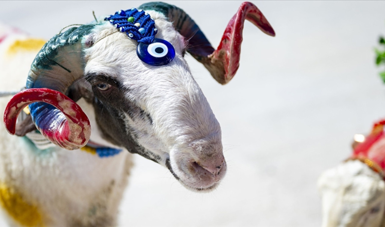 Ağrı Kurbanlık Fiyatları 2026! Ağrı Bu Sene Kurbanlık Fiyatları Ne Kadar, Kaç TL? Ağrı Büyükbaş ve Küçükbaş Ortalama Kurban Fiyatları 2026! Ağrı 2026 Kurbanlık Fiyatları Açıklandı Mı? Sığır, Koyun, Keçi, İnek