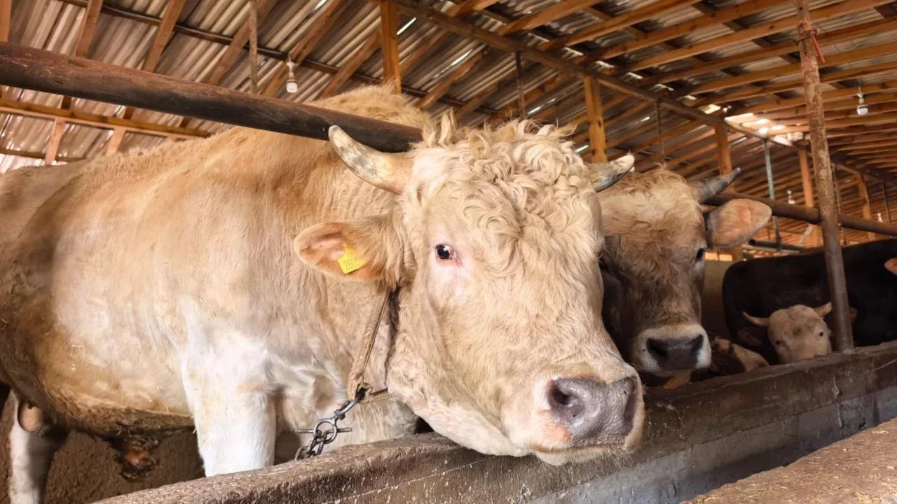 Amasya Kurbanlık Fiyatları 2026! Amasya Bu Sene Kurbanlık Fiyatları Ne Kadar, Kaç TL? Amasya Büyükbaş ve Küçükbaş Ortalama Kurban Fiyatları 2026! Amasya 2026 Kurbanlık Fiyatları Açıklandı Mı? Sığır, Koyun, Keçi, İnek