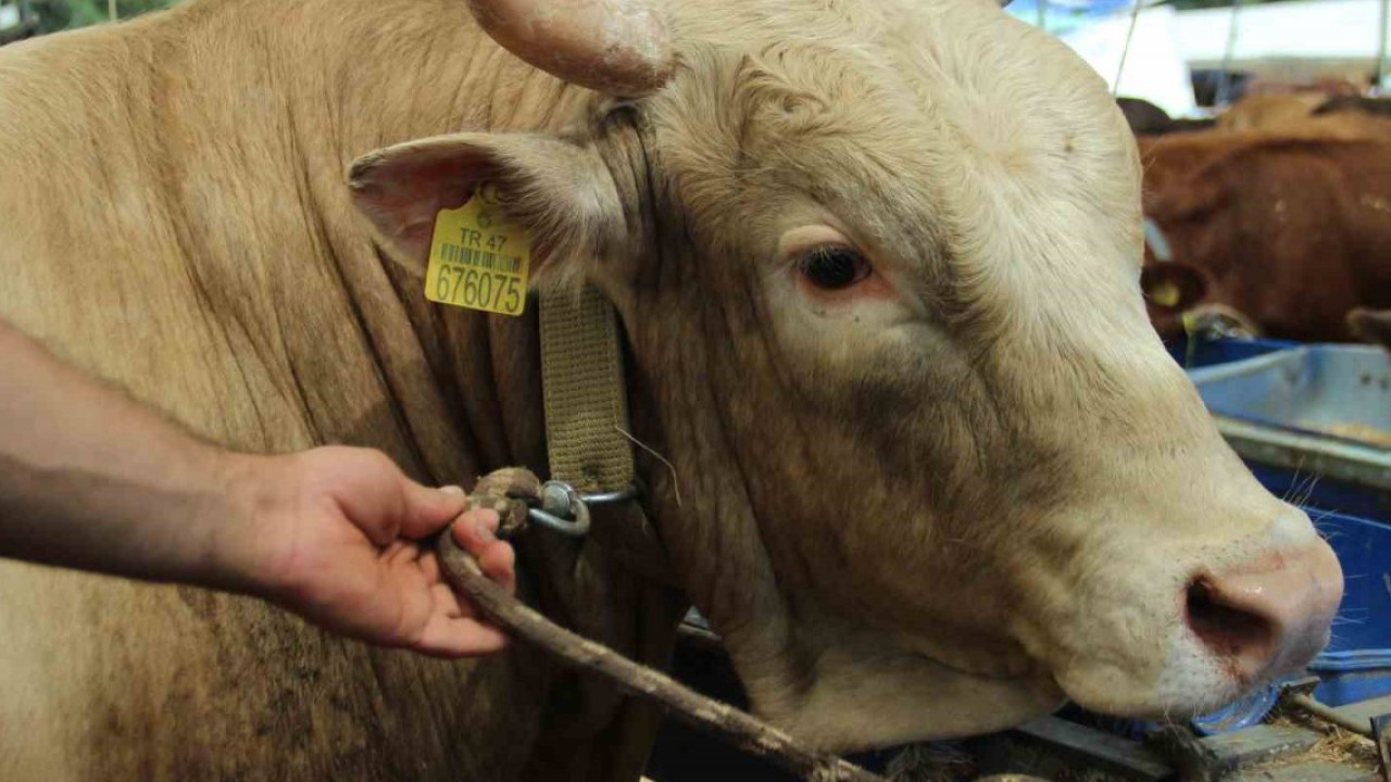 Ankara Kurbanlık Fiyatları 2026! Ankara Bu Sene Kurbanlık Fiyatları Ne Kadar, Kaç TL? Ankara Büyükbaş ve Küçükbaş Ortalama Kurban Fiyatları 2026! Ankara 2026 Kurbanlık Fiyatları Açıklandı Mı? Sığır, Koyun, Keçi, İnek