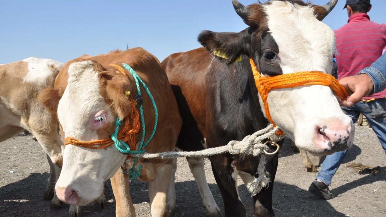 Burdur Kurbanlık Fiyatları 2026! Burdur Bu Sene Kurbanlık Fiyatları Ne Kadar, Kaç TL? Burdur Büyükbaş ve Küçükbaş Ortalama Kurban Fiyatları 2026! Burdur 2026 Kurbanlık Fiyatları Açıklandı Mı? Sığır, Koyun, Keçi, İnek