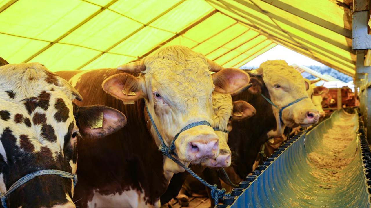 Çorum Kurbanlık Fiyatları 2026! Çorum Bu Sene Kurbanlık Fiyatları Ne Kadar, Kaç TL? Çorum Büyükbaş ve Küçükbaş Ortalama Kurban Fiyatları 2026! Çorum 2026 Kurbanlık Fiyatları Açıklandı Mı? Sığır, Koyun, Keçi, İnek