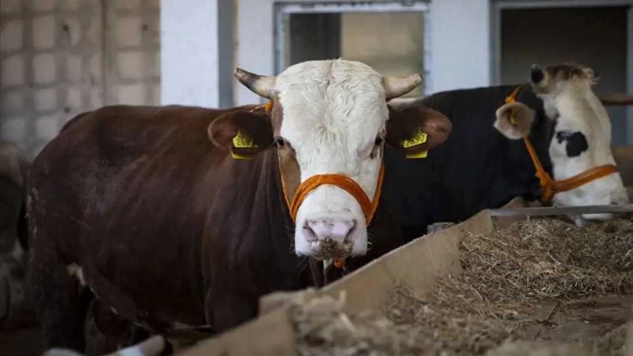 Düzce Kurbanlık Fiyatları 2026! Düzce Bu Sene Kurbanlık Fiyatları Ne Kadar, Kaç TL? Düzce Büyükbaş ve Küçükbaş Ortalama Kurban Fiyatları 2026! Düzce 2026 Kurbanlık Fiyatları Açıklandı Mı? Sığır, Koyun, Keçi, İnek