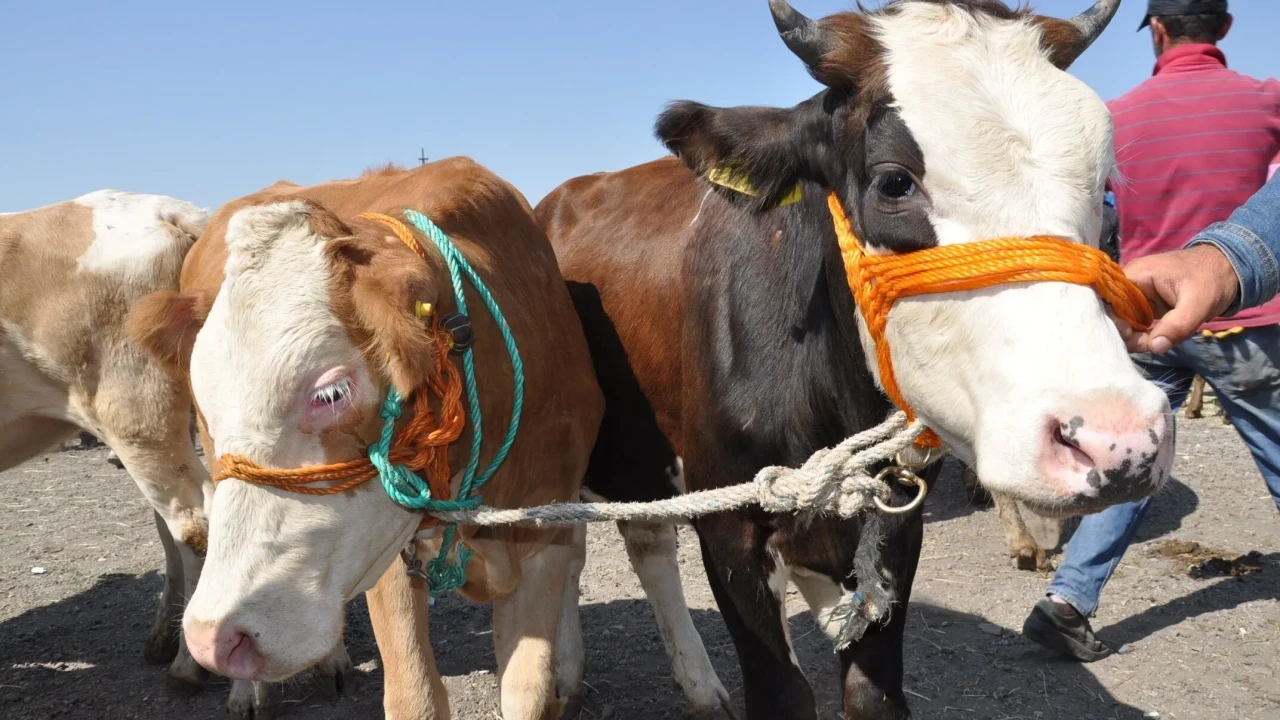 Edirne Kurbanlık Fiyatları 2026! Edirne Bu Sene Kurbanlık Fiyatları Ne Kadar, Kaç TL? Edirne Büyükbaş ve Küçükbaş Ortalama Kurban Fiyatları 2026! Edirne 2026 Kurbanlık Fiyatları Açıklandı Mı? Sığır, Koyun, Keçi, İnek