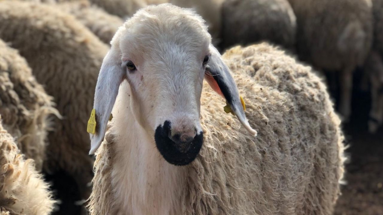 Iğdır Kurbanlık Fiyatları 2026! Iğdır Bu Sene Kurbanlık Fiyatları Ne Kadar, Kaç TL? Iğdır Büyükbaş ve Küçükbaş Ortalama Kurban Fiyatları 2026! Iğdır 2026 Kurbanlık Fiyatları Açıklandı Mı? Sığır, Koyun, Keçi, İnek