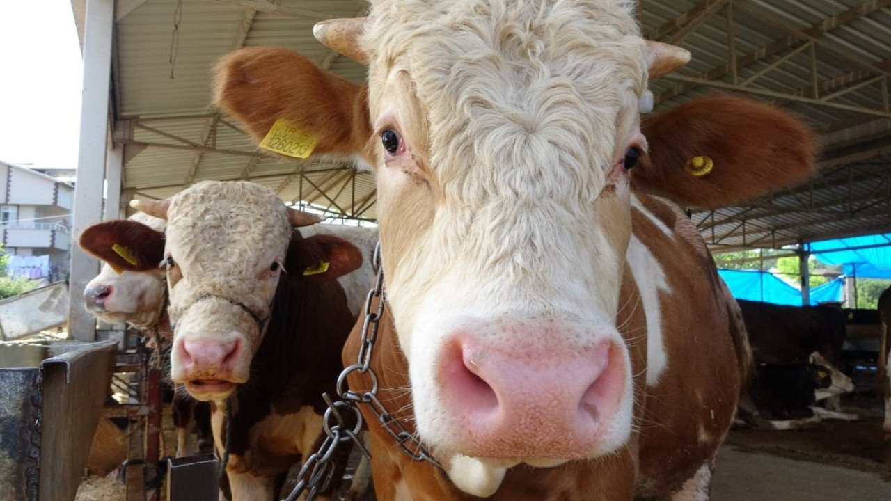 Kars Kurbanlık Fiyatları 2026! Kars Bu Sene Kurbanlık Fiyatları Ne Kadar, Kaç TL? Kars Büyükbaş ve Küçükbaş Ortalama Kurban Fiyatları 2026! Kars 2026 Kurbanlık Fiyatları Açıklandı Mı? Sığır, Koyun, Keçi, İnek