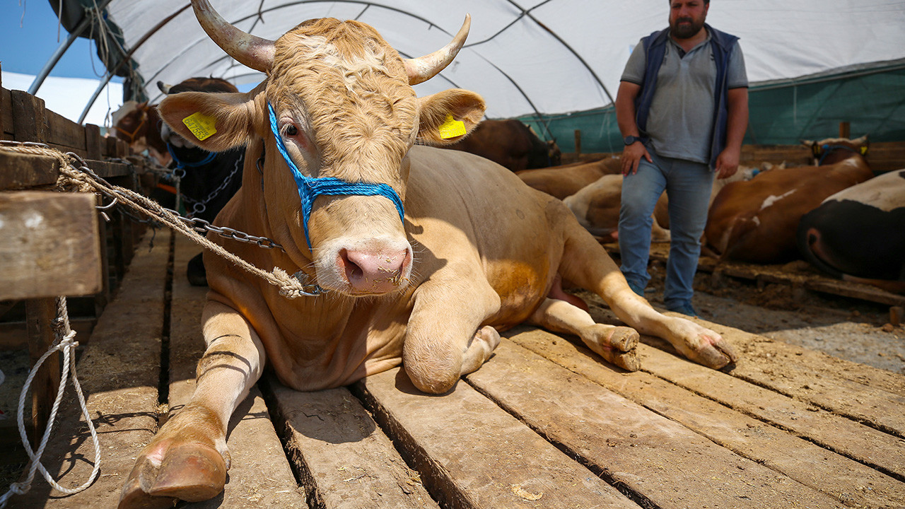 Konya Kurbanlık Fiyatları 2026! Konya Bu Sene Kurbanlık Fiyatları Ne Kadar, Kaç TL? Konya Büyükbaş ve Küçükbaş Ortalama Kurban Fiyatları 2026! Konya 2026 Kurbanlık Fiyatları Açıklandı Mı? Sığır, Koyun, Keçi, İnek