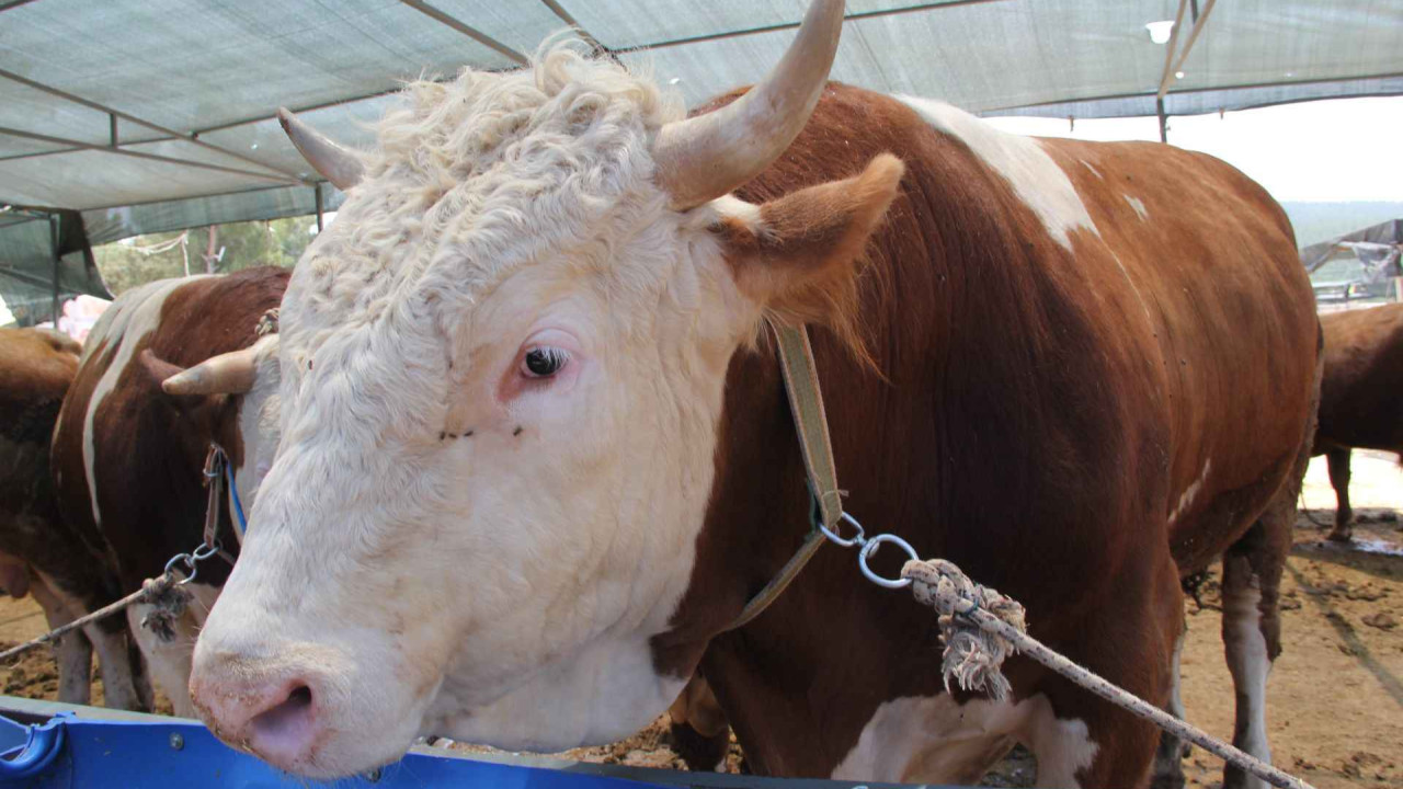 Muğla Kurbanlık Fiyatları 2026! Muğla Bu Sene Kurbanlık Fiyatları Ne Kadar, Kaç TL? Muğla Büyükbaş ve Küçükbaş Ortalama Kurban Fiyatları 2026! Muğla 2026 Kurbanlık Fiyatları Açıklandı Mı? Sığır, Koyun, Keçi, İnek