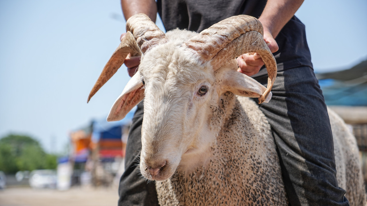 Niğde Kurbanlık Fiyatları 2026! Niğde Bu Sene Kurbanlık Fiyatları Ne Kadar, Kaç TL? Niğde Büyükbaş ve Küçükbaş Ortalama Kurban Fiyatları 2026! Niğde 2026 Kurbanlık Fiyatları Açıklandı Mı? Sığır, Koyun, Keçi, İnek