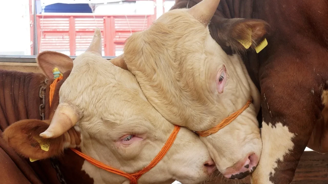 Ordu Kurbanlık Fiyatları 2026! Ordu Bu Sene Kurbanlık Fiyatları Ne Kadar, Kaç TL? Ordu Büyükbaş ve Küçükbaş Ortalama Kurban Fiyatları 2026! Ordu 2026 Kurbanlık Fiyatları Açıklandı Mı? Sığır, Koyun, Keçi, İnek