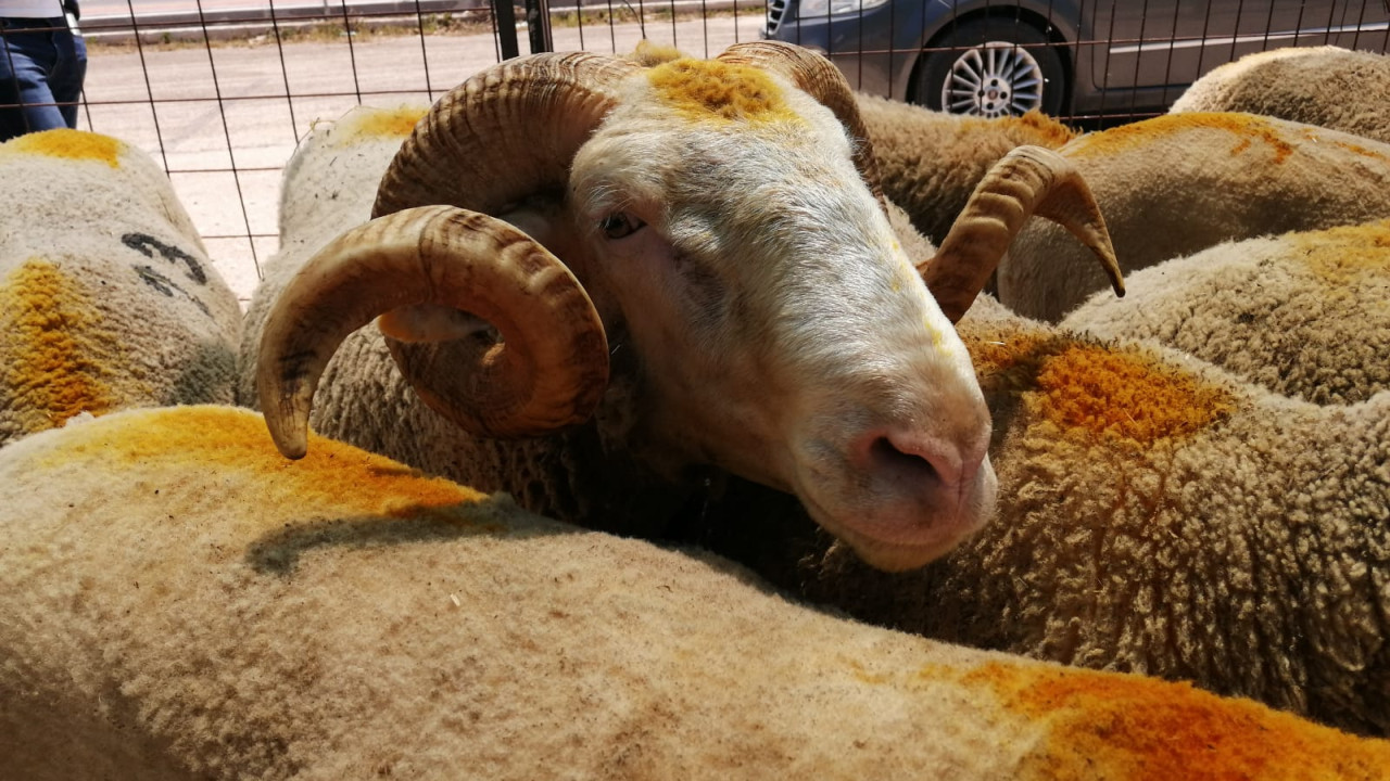 Rize Kurbanlık Fiyatları 2026! Rize Bu Sene Kurbanlık Fiyatları Ne Kadar, Kaç TL? Rize Büyükbaş ve Küçükbaş Ortalama Kurban Fiyatları 2026! Rize 2026 Kurbanlık Fiyatları Açıklandı Mı? Sığır, Koyun, Keçi, İnek