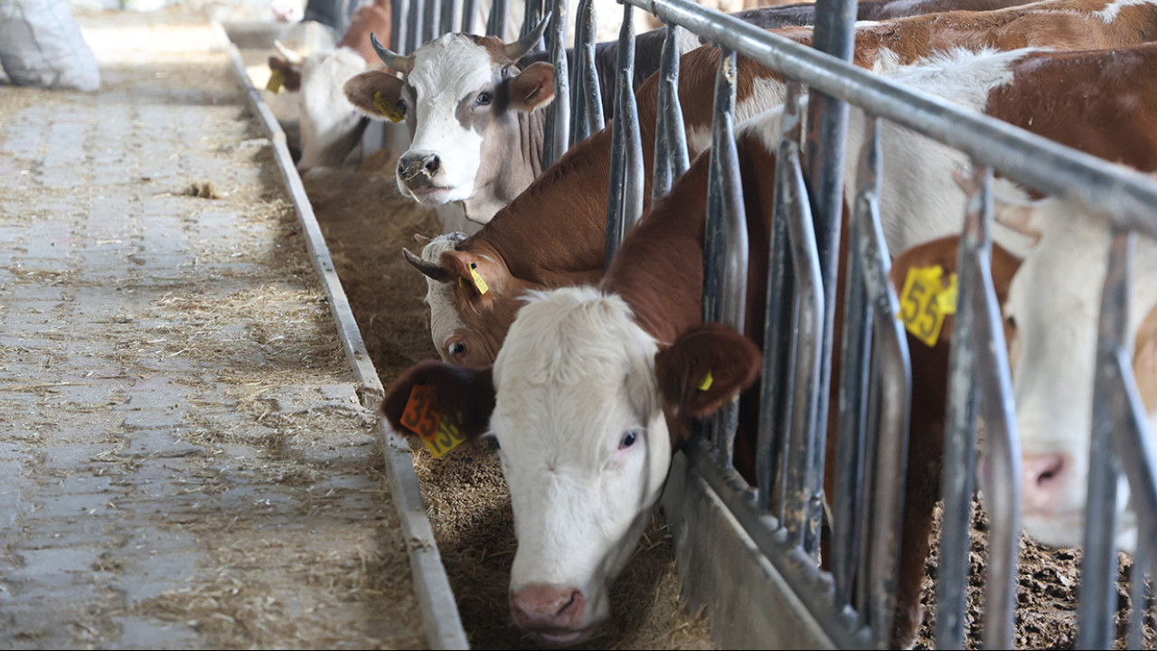 Siirt Kurbanlık Fiyatları 2026! Siirt Bu Sene Kurbanlık Fiyatları Ne Kadar, Kaç TL? Siirt Büyükbaş ve Küçükbaş Ortalama Kurban Fiyatları 2026! Siirt 2026 Kurbanlık Fiyatları Açıklandı Mı? Sığır, Koyun, Keçi, İnek