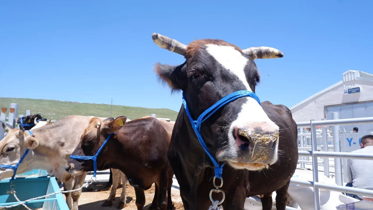 Sinop Kurbanlık Fiyatları 2026! Sinop Bu Sene Kurbanlık Fiyatları Ne Kadar, Kaç TL? Sinop Büyükbaş ve Küçükbaş Ortalama Kurban Fiyatları 2026! Sinop 2026 Kurbanlık Fiyatları Açıklandı Mı? Sığır, Koyun, Keçi, İnek