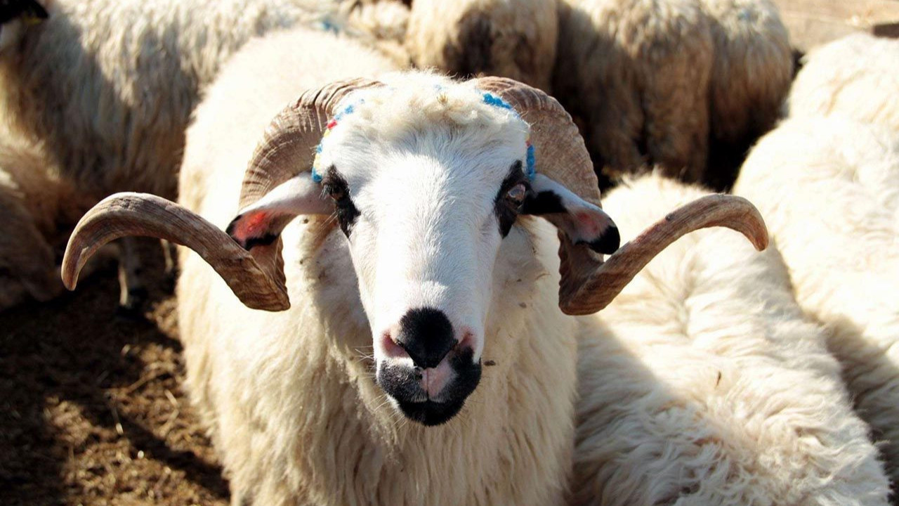 Sivas Kurbanlık Fiyatları 2026! Sivas Bu Sene Kurbanlık Fiyatları Ne Kadar, Kaç TL? Sivas Büyükbaş ve Küçükbaş Ortalama Kurban Fiyatları 2026! Sivas 2026 Kurbanlık Fiyatları Açıklandı Mı? Sığır, Koyun, Keçi, İnek