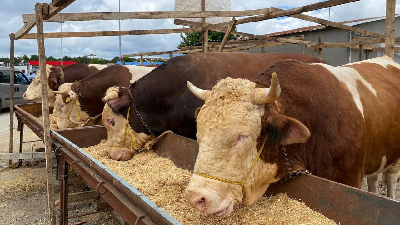 Tokat Kurbanlık Fiyatları 2026! Tokat Bu Sene Kurbanlık Fiyatları Ne Kadar, Kaç TL? Tokat Büyükbaş ve Küçükbaş Ortalama Kurban Fiyatları 2026! Tokat 2026 Kurbanlık Fiyatları Açıklandı Mı? Sığır, Koyun, Keçi, İnek
