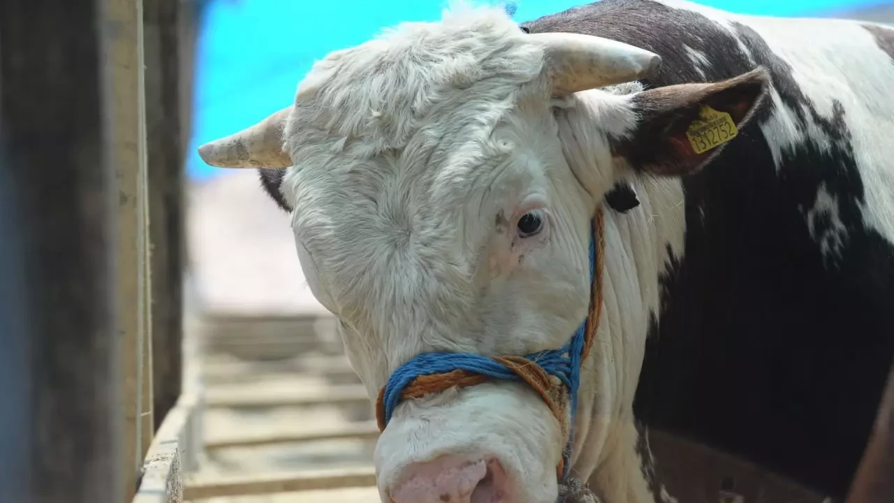 Van Kurbanlık Fiyatları 2026! Van Bu Sene Kurbanlık Fiyatları Ne Kadar, Kaç TL? Van Büyükbaş ve Küçükbaş Ortalama Kurban Fiyatları 2026! Van 2026 Kurbanlık Fiyatları Açıklandı Mı? Sığır, Koyun, Keçi, İnek