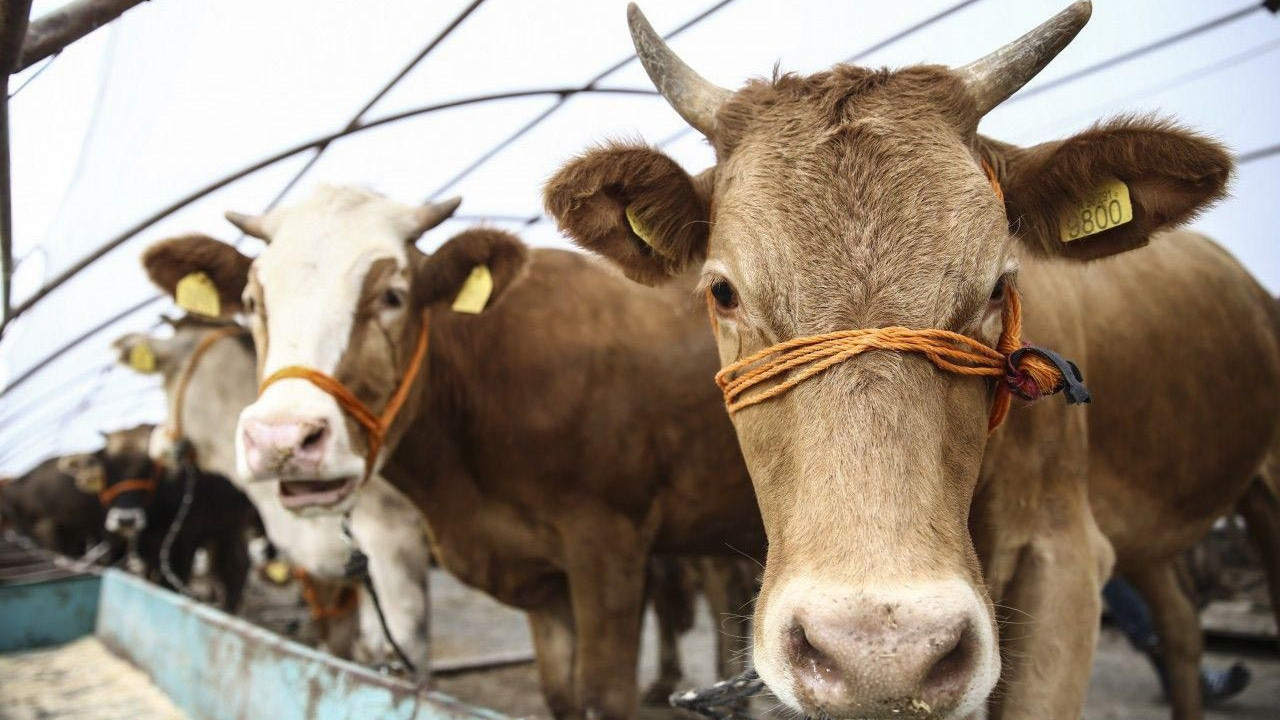 Yalova Kurbanlık Fiyatları 2026! Yalova Bu Sene Kurbanlık Fiyatları Ne Kadar, Kaç TL? Yalova Büyükbaş ve Küçükbaş Ortalama Kurban Fiyatları 2026! Yalova 2026 Kurbanlık Fiyatları Açıklandı Mı? Sığır, Koyun, Keçi, İnek