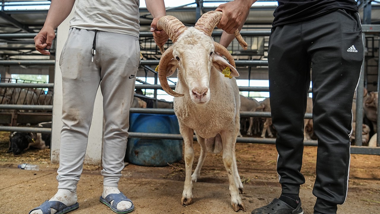 Yozgat Kurbanlık Fiyatları 2026! Yozgat Bu Sene Kurbanlık Fiyatları Ne Kadar, Kaç TL? Yozgat Büyükbaş ve Küçükbaş Ortalama Kurban Fiyatları 2026! Yozgat 2026 Kurbanlık Fiyatları Açıklandı Mı? Sığır, Koyun, Keçi, İnek