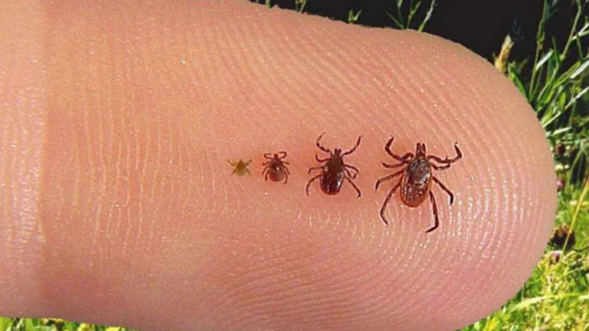 Lyme hastalığı